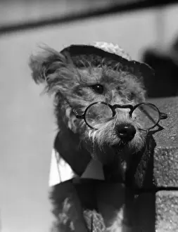 Vision Prints: Terrier wearing hat and glasses