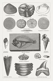 Animal Shell Collection: Tertiary fossils, wood engravings published in 1878