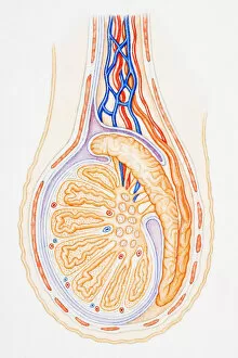 Testis, showing spermatic cord, vas deferens, epididymis and seminiferous tubule, cross-section