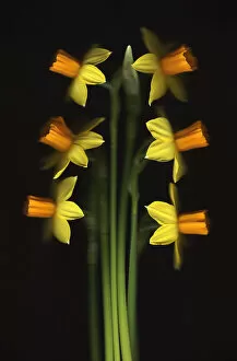 Flowers by Brian Haslam Gallery: Tete-a-Tete
