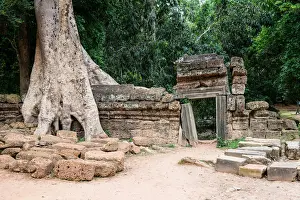 2012 Prints: Tetrameles nudiflora at Ta Prohm Temple