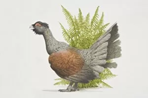 Images Dated 27th June 2006: Tetrao urogallusm, Western Capercaillie, side view