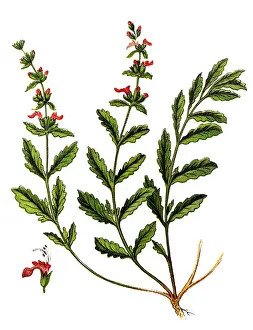 Teucrium chamaedrys, the wall germander