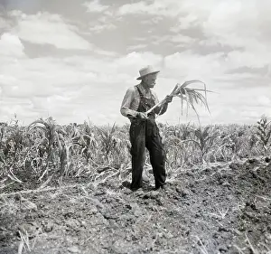 Corn Prints: Texas Farmer With Burnt Field