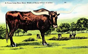Bull Prints: A Texas Long Horn Steer