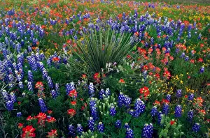 Texas, USA. Yucca plant in spring meadow with Texas bluebonnets and indian paintbrush