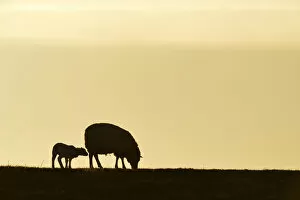 Texel sheep, mouflons -Ovis orientalis aries-, silhouette of ewe and lamb at dusk, Oudeschild, Texel