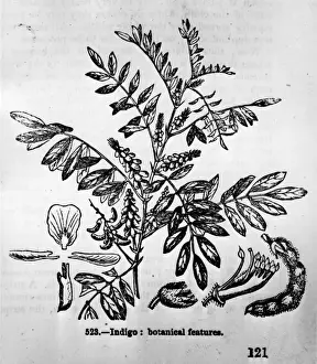 Portrait Plants Prints: Textile Dye Indigo