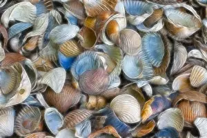 Fill Prints: Texture, sea shells, filtered fractally