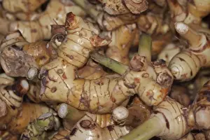 Medium Group Of Objects Prints: Thai-ginger, Thai galangal, Langkwas or galanga root -Alpinia galanga