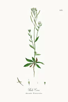 Images Dated 28th September 2017: Thale Cress, Arabis Thaliana, Victorian Botanical Illustration, 1863