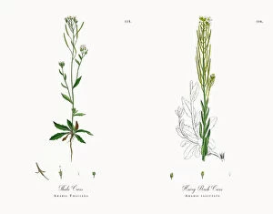 Images Dated 17th November 2017: Thale Cress, Arabis Thaliana, Victorian Botanical Illustration, 1863