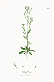 Thale Cress, Arabis Thaliana, Victorian Botanical Illustration, 1863