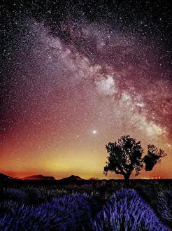 Lavender Dreams: A Journey Through Violet Fields: The The Milky Way over a single tree and a lavender field in Provence, France
