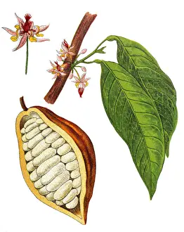 Theobroma cacao, Cocoa bean