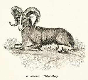 Images Dated 3rd April 2017: Thibet sheep engraving 1803