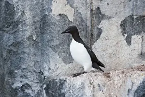 Svalbard Islands Prints: Thick-billed Murre or Bruennichs Guillemot -Uria lomvia- at the bird cliffs of Alkefjellet