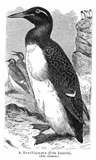 Images Dated 19th July 2016: Thick-billed murre engraving 1895