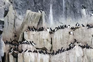 Images Dated 12th July 2012: Thick-billed Murres or Bruennichs Guillemots -Uria lomvia- at the bird cliffs of Alkefjellet