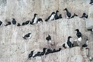 Svalbard Islands Prints: Thick-billed Murres or Bruennichs Guillemots -Uria lomvia- at the bird cliffs of Alkefjellet