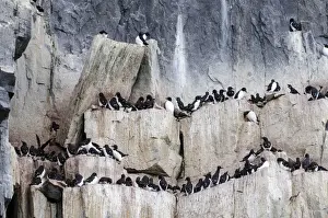 Svalbard Islands Prints: Thick-billed Murres or Bruennichs Guillemots -Uria lomvia- at the bird cliffs of Alkefjellet