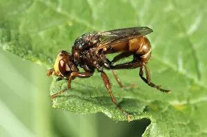 Thick Gallery: Thick-headed Fly (Sicus ferrugineus)