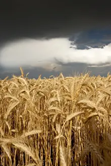 Ambiance Prints: Thick storm clouds gathering over a field of rye, Bavaria, Germany, Europe