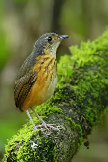 Images Dated 7th September 2017: Thicket Antpitta