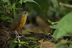 Images Dated 31st August 2016: Thicket Antpitta (Hylopezus dives) walking on forest floor