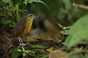 Antpitta Prints: Thicket Antpitta (Hylopezus dives) walking on forest floor
