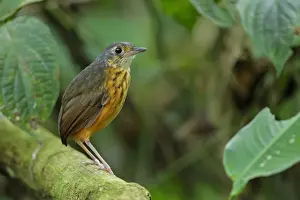 Antpitta Prints: Thicket Antpitta (Hylopezus dives) walking on forest floor