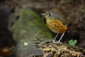 Antpitta Prints: Thicket Antpitta (Hylopezus dives) walking on forest floor