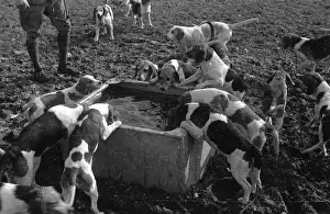 Pack Prints: Thirsty Hounds