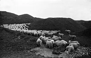 Thirsty Sheep