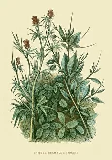 Images Dated 25th July 2016: Thistle and Bramble illustration 1851