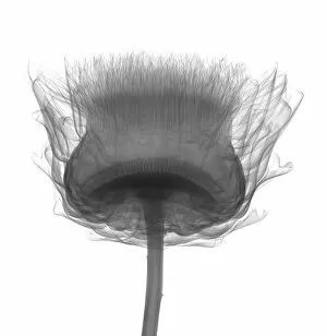 Compositae Gallery: Thistle (Carlina sp.), X-ray