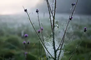 July Prints: Thistle flower in a morning fog with a waterdrops covered cobweb