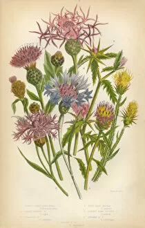 Thistle, Star Thistle, Knapweed, Blue Bottle, Victorian Botanical Illustration