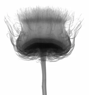 Compositae Gallery: Thistles (Carlina sp.), X-ray