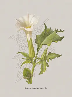 Thorn apple, or angels trumpet (Datura stramonium), chromolithograph, published 1886