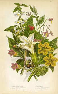 Bright Gallery: Thornapple, Henbane, Bittersweet, Nightshade, Victorian Botanical Illustration