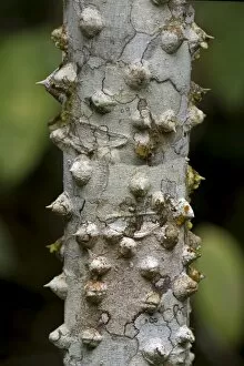 Bark Collection: Thorny bark of the silk floss tree -Ceiba speciosa-, Tambopata Nature Reserve