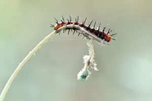 Images Dated 8th June 2013: Thorny Caterpillars