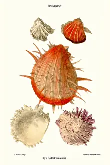thorny oyster shell