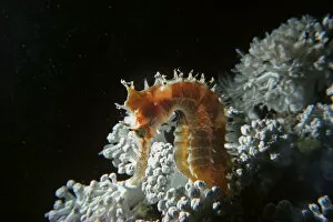 Images Dated 4th June 2009: Thorny Sea Horse on soft coral at night