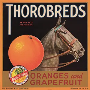 Brand Prints: Thorobreds Brand