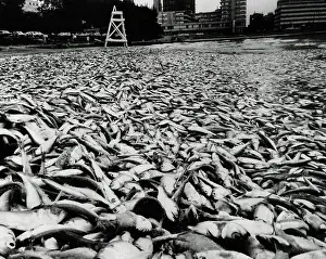 Waste Prints: Thousands of Washed Up Fish Covering Beach