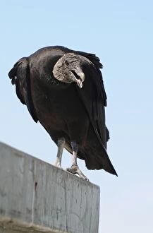 Images Dated 21st July 2008: Threatening black vulture, Coragyps atratus. Everglades National Park, Florida, USA