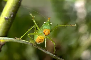 Risk Prints: Threatening pose of a Spiny Devil Bush cricket -Panacanthus cuspidatus