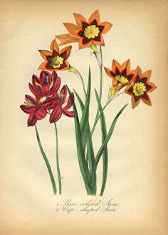 Images Dated 7th July 2016: Three-Colored and Cup-Shaped Ixia Victorian Botanical Illustration